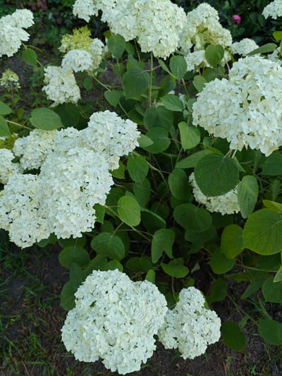 This media file is a photograph of a cluster of white hydrangeas in a garden setting. The hydrangeas are in full bloom, with large, spherical flower heads composed of many small, delicate petals. The flowers are a creamy white color, with some appearing to have a very faint greenish tint. Interspersed among the flowers are lush green leaves, some of which are large and oval-shaped with prominent veins. The background consists of dark soil and patches of grass, suggesting a natural outdoor environment. In the upper portion of the image, a small, blurry pink flower is visible, adding a subtle touch of color. The lighting appears to be natural daylight, casting soft shadows and highlighting the textures of the petals and leaves. The overall impression is one of natural beauty and abundance, likely captured on a clear day in a garden. The location context provided is Belbulak, Kazakhstan. There is no visible text in the image.