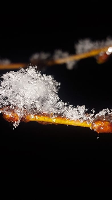 Two slender, golden-brown twigs stand against a stark black background. Tiny buds adorn the twigs, glistening with a subtle sheen. The main focus is on the cluster of large, intricate snowflakes clinging to the lower portion of the twig, showcasing their delicate, crystalline structures. Light catches the snowflakes, creating a sparkling effect and highlighting their unique shapes.