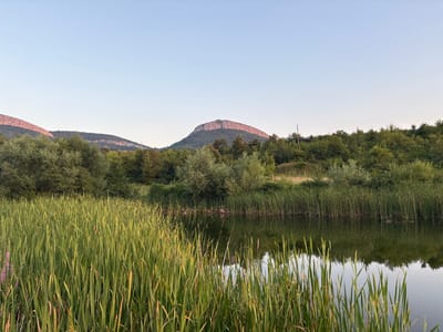A wide, still body of water occupies the lower right portion of the image, reflecting the clear, pale blue sky and the lush green vegetation surrounding it. In the foreground, tall, green reeds stand densely, creating a natural barrier along the water's edge. A small patch of purple flowers is visible to the far left, peeking through the reeds. Behind the reeds and water, a verdant forest stretches across the midground, with a prominent, flat-topped mountain dominating the background. The mountain, partially illuminated by sunlight, features rugged, rocky cliffs. The overall scene is tranquil and natural, indicative of a rural or park-like setting, likely in Skalsko, Bulgaria, given the information provided.