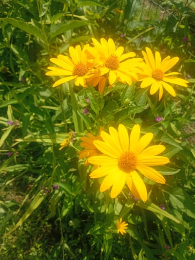 The image displays a close-up view of several bright yellow flowers with prominent brown centers, likely in a garden or natural setting. The flowers have multiple petals and are surrounded by lush green foliage. The lighting suggests it is daytime, with sunlight illuminating the scene. The background shows more greenery and hints of a fence. There are no people or animals visible in the image. The setting appears to be outdoors, with a focus on the vibrant flora. No specific location in Myrhorod, Ukraine, can be identified from the visual information provided.