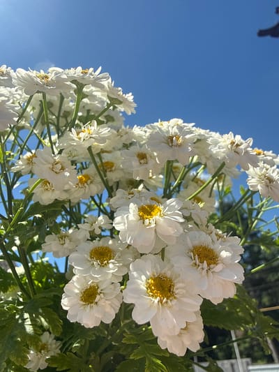 A cluster of white daisies with yellow centers are in full bloom against a bright blue sky. The daisies are densely packed and fill most of the frame, with some green foliage visible at the bottom and sides. The image appears to be taken outdoors in Hraniv, Ukraine, under sunny conditions. There are no people or specific identifiable landmarks.