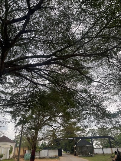 The image displays an upward-angled view towards the entrance of the Federal Government Cantonment in Epe, Nigeria, under an overcast sky. The upper half of the frame is dominated by the dense canopy and branches of a large tree, heavily laden with small green leaves, silhouetted against the bright sky.
In the midground, a paved road leads into the cantonment, flanked by structures. A prominent dark-colored archway spans the road, bearing the inscription "FEDERAL GOVERNMENT CANTONMENT EPE" in white lettering. To the immediate right of the road and beneath the archway, a small, dark building with a dark, conical roof, consistent with a guard post or security booth, is situated behind a low, white wall.
On the left side of the scene, a light-colored building with a brown, pyramidal tiled roof is partially visible, behind a utility pole. A small, green, rectangular sign, partially obscured, is visible near the base of a tree trunk, with visible text including "STOP THE... PAR... EPE". Another tree trunk further left exhibits horizontal red and white painted stripes.
In the bottom-right corner, two individuals are partially visible, with one appearing to wear camouflage-patterned attire. Their exact actions are not discernible due to their partial obstruction. The environment beyond the gate appears to consist of further trees and vegetation.