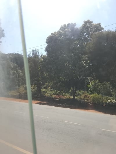 A slightly blurred view through a window reveals a gray asphalt road with faded white and yellow lines. Beyond the road, a raised bank displays lush green trees and vegetation, including a tall tree with dense foliage. Thin electrical wires stretch across the sky, partially visible against the bright sky. A vertical pole obscures part of the left side of the scene.