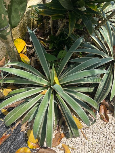 The image shows a garden scene in Buduk, Indonesia. The focal point is a cluster of plants with long, pointed, green and white striped leaves. These plants are surrounded by fallen yellow and brown leaves. The background features white gravel and black plastic. Another type of green leafy plant is partially visible on the left side.
