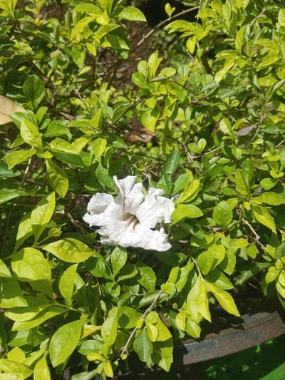 A bright, sunlit bush with vibrant green and yellow leaves surrounds a single, white flower. The flower is centrally located, appearing slightly wilted with ruffled petals. Brown branches intertwine amongst the dense foliage. The bottom right corner reveals a glimpse of a dark, possibly metallic or plastic, object. The overall impression is a close-up of a natural setting with a contrasting element of human presence.