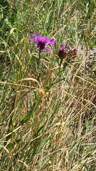 In the foreground of a sunlit, natural environment, a vibrant purple thistle flower stands tall amongst dry, straw-colored grasses and some greener foliage. To the right of the blooming flower, two dark, dried thistle seed heads are visible, one slightly behind the other. The surrounding vegetation is dense, creating a textured background of varying heights and shades of green and brown. The scene appears to be an outdoor, undeveloped area, typical of a rural or natural park setting, potentially within or near the municipality of Molló, Spain. There are no people or animals discernible in the image.