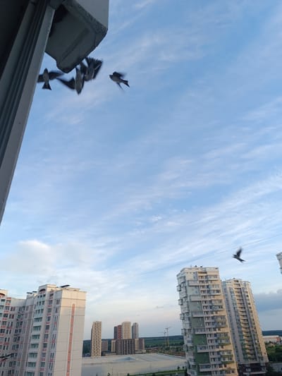 The image depicts a view of residential buildings in Zelenograd, Russia, under a partially cloudy sky with wispy cirrus clouds. Several birds are in flight, some in sharp focus and others blurred due to motion. In the foreground, a portion of a concrete structure, possibly part of a balcony or overhanging roof, juts into the frame from the left. Below and to the right of this structure, a flock of birds is captured mid-flight, their wings outstretched. Further to the right, a single bird is in motion against the sky, and another is visible in the distance, closer to the buildings.
The scene is dominated by several tall, modern residential buildings. The closest building on the left is light-colored with pink and teal accents on its facade. To its right, two taller, cream-colored buildings with green balconies are prominent. In the background, other high-rise buildings of varying heights and colors are visible, along with a glimpse of trees and what appears to be a construction site with cranes. Power lines are strung across the sky in front of the buildings. The lighting suggests it is either early morning or late afternoon. There are no visible people in the image.