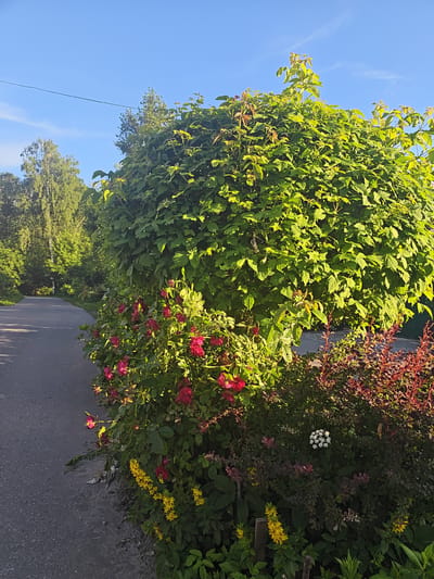 A paved path curves through a verdant outdoor scene in Rodniki, Russia. The path is bordered by lush green foliage, including a large, rounded bush and smaller flowering plants. Red roses are prominent, interspersed with bright yellow flowers and a cluster of small white blooms. Behind the bushes, a dense line of trees creates a natural backdrop. The sky is a clear, vibrant blue, with a single power line stretching across the upper portion of the frame. The lighting suggests it is daytime, likely late afternoon or early morning, as the sunlight casts shadows and highlights the foliage. There is no visible text in the image. The scene conveys a sense of peaceful, natural beauty.