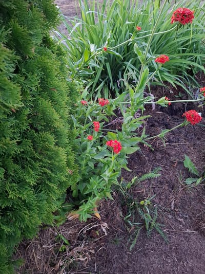The image depicts a garden scene with a focus on greenery and a cluster of red flowers. On the left side of the frame, a dense, textured green conifer, likely a thuya, dominates the foreground. To the right of the conifer, several thin, green stalks rise upwards, supporting clusters of small, bright red flowers. These flowers are spherical in shape and appear to be in bloom. Behind the red flowers, a backdrop of taller, slender green leaves can be seen, some with dew drops clinging to them, suggesting recent moisture. The ground beneath the plants is a mix of dark soil, dry leaves, and sparse blades of grass. The overall impression is a natural, somewhat wild garden setting. The image does not contain any people, animals, or specific structures that would allow for pinpointing a location within Grigorovo, Russia.
