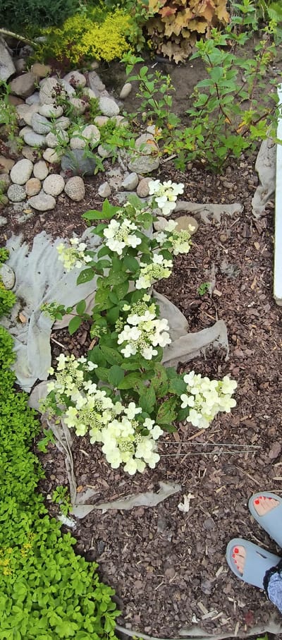 This is a top-down, wide-angle photograph of a garden bed. The bed is filled with dark brown mulch, overlaid with patches of white landscape fabric. A small plant with clusters of white flowers and green leaves is centrally located in the frame, with some of the flowers beginning to turn a pale yellow. To the left of the plant are several smooth, grey stones, some partially covered by greenery. Further left, there are plants with reddish-bronze foliage and yellow-green ground cover. To the bottom right, a dense, low-lying green plant with small leaves fills the edge of the frame, with a few tiny yellow flowers visible.

In the upper right corner of the image, the feet of a person wearing light blue slide sandals are visible. Their toenails are painted red. The person appears to be standing in or near the garden bed.

The scene is likely outdoors, in a garden setting, possibly during daytime given the lighting. The time of day is not clearly discernible, but the lighting suggests it is not harsh midday sun. There is no visible text in the image. The overall impression is a well-maintained garden area.