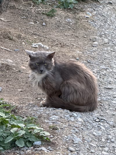 A long-haired gray cat with yellow eyes sits on a dirt and gravel surface. Green plants are visible in the lower left corner. The background consists of more dirt and gravel, with some dry grass and twigs. The image appears to have been taken outdoors, possibly in a rural or undeveloped area within the city of Kyustendil, Bulgaria.