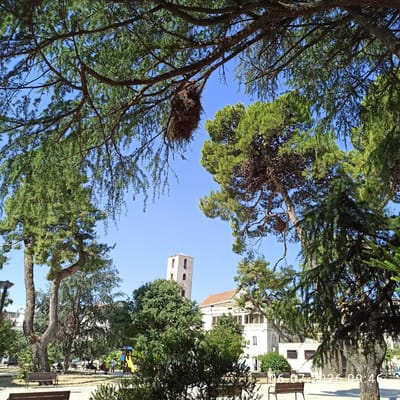 The image shows a view looking up through trees with a clear blue sky. In the distance, a stone bell tower and parts of buildings are visible. The trees are lush and green, with one prominent branch in the foreground supporting a large bird's nest. The scene appears to be outdoors in a park or public space, with benches visible and a playground in the background. The sunlight suggests it is daytime. There is text overlaid on the image on the right side, which reads "06/26 09:46".