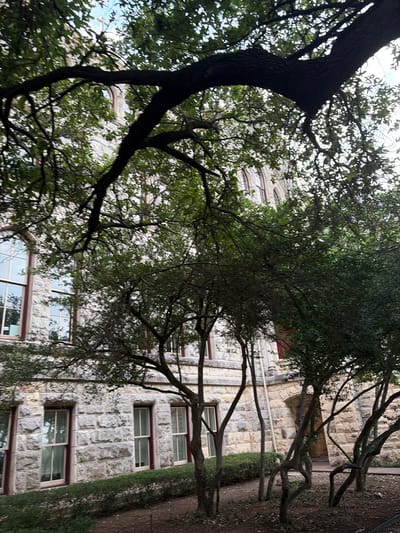 The image shows a building, likely on a university campus, with a facade made of grey stone. Windows are visible, framed in a darker color, possibly maroon. The building is partially obscured by trees with green foliage and dark branches. The trees appear to be located in a courtyard or green space adjacent to the building. The building's architecture suggests a historical or institutional purpose. Considering the university architecture of Austin, Texas, the building appears to be on the campus of the University of Texas at Austin.