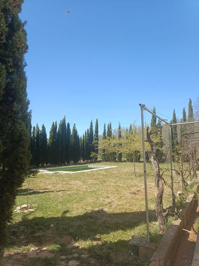 The image shows a rural scene in Jérica, Spain. The foreground features an overgrown yard with a weathered concrete gutter. A vine support structure with a dead vine is prominent. The middle ground presents a lawn area, transitioning to a line of tall, narrow cypress trees that border a rectangular swimming pool filled with stagnant, greenish water. Beyond the cypress trees are more trees. The sky is clear and blue with a bird flying.