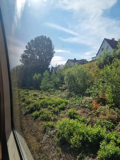 The image captures a view from a window, likely from a moving vehicle, looking out onto a landscape on a sunny day. The foreground is dominated by the window frame and glass, which shows reflections of the sky and some interior elements.
Outside the window, a gently sloping hill is covered with a mix of dense green bushes, scrub, and scattered dry branches. The vegetation appears lush in some areas, with patches of lighter green and some brown, dry undergrowth. There are also some visible tree stumps and fallen branches on the ground, suggesting recent clearing or natural shedding.
Further up the hill, several houses with white facades and reddish-brown roofs are visible, indicating a residential area. These houses are nestled amongst trees and vegetation, with a metal railing running along the edge of the elevated area behind the houses.
In the background, a large, mature tree with a full canopy stands prominently, silhouetted against a bright blue sky dotted with wispy white clouds. The sun is bright, casting a strong light that creates some lens flare and glare on the window.
The scene suggests a rural or suburban setting in Riegelbrunnerhof, Germany, with a combination of natural landscape and residential development. The presence of a window and reflections implies the photo was taken from inside a car, train, or bus. There are no people visible in the image, and no specific actions or interactions are depicted. The overall impression is one of a pleasant, sunlit day in a semi-natural environment adjacent to a residential zone.