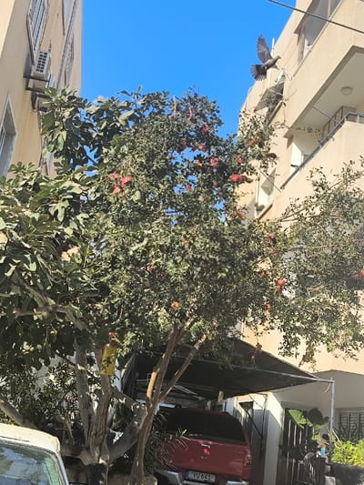 A vibrant, sunny scene captures a tree laden with red fruit. Adjacent to the tree is a building with visible windows and an air conditioning unit. A red pickup truck is parked under a shaded area. A bird flies in the bright blue sky near another building. The entire scene is captured at eye level.