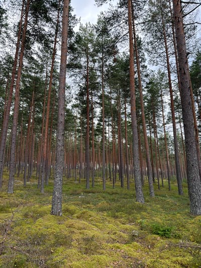 This is a low-angle, full shot of a pine forest in Podkājas, Latvia. The forest floor is covered in lush green moss and small yellow flowers. The tall, slender pine trees have reddish-brown bark and their branches reach towards a cloudy sky. The perspective draws the eye upwards through the dense canopy of trees. There are no people or animals visible in the scene, creating a quiet and natural atmosphere.