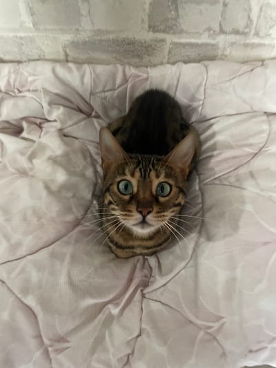 A Bengal cat is curled up on a pink comforter, with a brick wall in the background. The cat is looking directly up at the camera with striking blue-green eyes. The comforter has a subtle floral pattern. The scene appears to be indoors, possibly in a bedroom. There is no indication of the location in Kamyshlov, Russia.