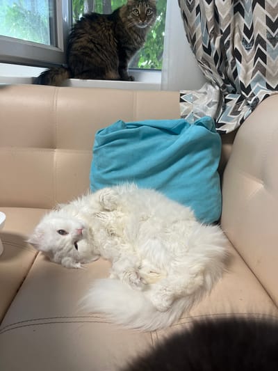 Two cats are visible in the image. In the foreground, a fluffy white cat is lying on its back on a beige leather sofa, its eyes are open and it appears to be relaxed. A blue pillow is behind the white cat. In the background, a long-haired tabby cat is sitting on a windowsill, looking into the room. The window behind the tabby cat shows green foliage, suggesting an outdoor environment. The scene appears to be indoors, likely a living room. There is no indication of the city of Tikhoretsk, Russia.