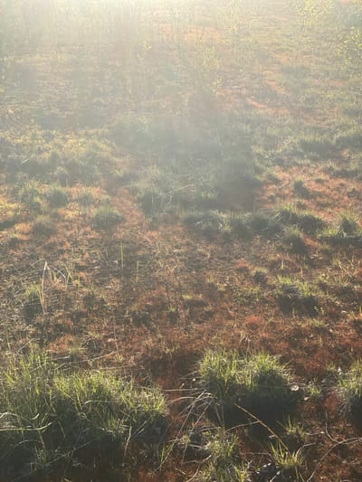 The image shows a ground-level view of a natural environment in Koskolovo, Russia. The ground is covered in a mix of reddish-brown moss or ground cover and patches of green grass. There are some dry, thin stalks interspersed among the grass. The left side of the image is heavily overexposed with a bright, diffused light, likely from the sun. The area is devoid of people or animals. There are no visible man-made objects. The scene appears to be a natural, undisturbed area.