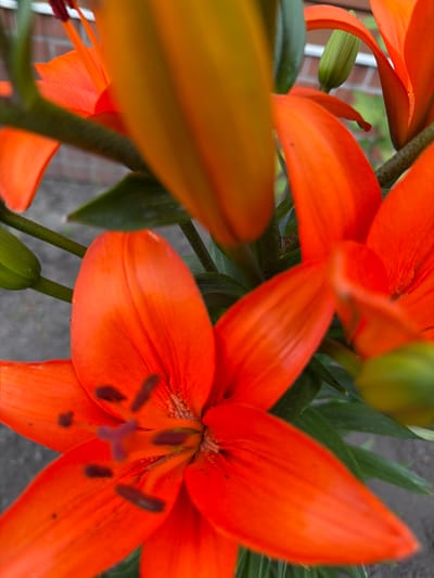 The image is a close-up, macro photograph of several vibrant orange lilies in bloom. The focus is on the intricate details of the flowers, including their petals, stamens, and pistils. Some of the petals are curled and unfurled, revealing the delicate texture and veining. The stamens are tipped with dark anthers, and the pistil is a muted purple. Surrounding the lilies are their long, green leaves and stems, some of which are blurry due to the shallow depth of field. In the background, hints of a brick wall and a muted gray surface, possibly pavement or soil, are visible, suggesting an outdoor setting. There are no people or animals present. The lighting appears to be natural daylight, possibly overcast, as there are no harsh shadows. The overall impression is one of natural beauty and the intricate detail of a blooming flower. The location context provided is Velyki Osniaky, Ukraine, but there are no specific visual cues within the image itself to confirm this location. There is no visible text in the image.