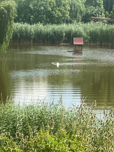 The image depicts a serene natural landscape, likely a park or nature reserve, with a body of water dominating the foreground. The water is calm, with gentle ripples creating a textured surface that reflects the surrounding greenery. In the middle ground, a small wooden structure, possibly a duck house or a miniature cabin, floats on the water. To the right of this structure, a white bird, likely a swan or a duck, is visible swimming, leaving a subtle wake. The background is a dense wall of tall, green reeds, which then transitions into a lush forest of trees under a bright sky. The foreground is characterized by thick, green vegetation, including tall grasses and thistle-like plants with brown seed heads. The overall impression is one of a tranquil, undeveloped natural environment.