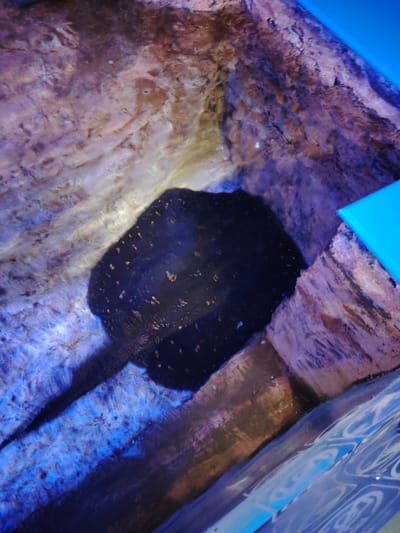 The image captures an overhead view of an aquatic enclosure, likely an aquarium or a large tank. The main subject is a dark-colored, disc-shaped marine creature, resembling a stingray, positioned towards the center-bottom. It features a dark, almost black body with numerous small, irregularly shaped light brown or yellowish spots scattered across its dorsal surface. A long, dark tail extends from its body towards the bottom left of the frame.
The environment surrounding the creature consists of textured walls that mimic natural rock formations, displaying a range of earthy tones from light beige and brown to darker purple and reddish hues. The water in the enclosure appears clear, with light reflecting off its surface, creating ripple patterns, particularly on the left side and in the bottom right corner. A distinct bright blue structure, possibly the edge of the tank or a viewing panel, is visible along the right side and bottom right corner. The lighting appears to be artificial, illuminating the water and the textured walls. There is no discernible activity beyond the creature resting or slowly moving within its habitat. No text is visible in the image. The scene is set in Tepebaşı, Turkey.