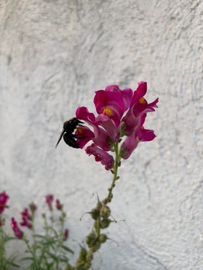 A close-up, vertical shot captures a black bee actively foraging on a stalk of vibrant pink snapdragon flowers. The bee is positioned on the left side of the frame, its body angled towards the flower's opening as it collects nectar. The background is a textured, light-colored wall. Additional unfocused snapdragon plants are visible in the lower left portion of the image. The scene suggests a natural setting within the city of Verinsko, Bulgaria, where the bee is engaging in pollination.