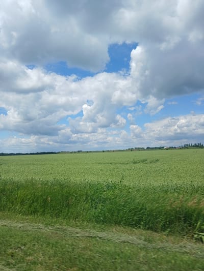 The image depicts a rural landscape under a partly cloudy sky. A vast field of green crops dominates the foreground and midground. The crops appear to be young and densely planted, with a uniform green hue. In the distance, a line of trees marks the horizon, and several small buildings are visible, suggesting a sparsely populated area. The sky is a mixture of blue patches and white, puffy clouds. The overall impression is of a serene, agricultural setting in the countryside. The image was taken in the vicinity of Hrebinky, Ukraine.