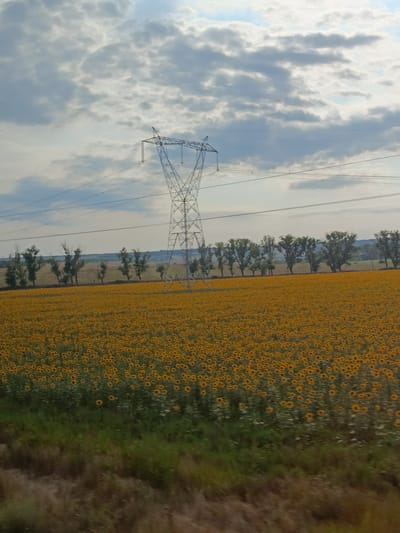 An outdoor, wide shot depicts a vast field of sunflowers stretching towards a distant line of trees under a cloudy sky. A tall, lattice-style electricity pylon stands prominently in the mid-ground, with power lines extending horizontally across the frame. The sunflowers are predominantly yellow, with some green foliage visible. The sky is a mix of blue and grey clouds, with some patches of lighter blue sky peeking through. The foreground shows a strip of green grass and some brown, dry vegetation. The scene appears to be located in a rural area, possibly in the city of Alexeevca, Moldova. No people are visible in the image.
