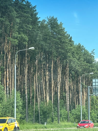 The image shows a roadside view of a dense pine forest under a clear blue sky. A street lamp is visible on the left, and a highway sign structure is on the right. In the foreground, a yellow taxi is parked on the left side of the road, and a red car is on the right. The environment appears to be a suburban or rural area on the outskirts of a city, consistent with the location of Znamya Oktyabrya, Russia, given the presence of a taxi and highway infrastructure. The scene is captured during daylight.