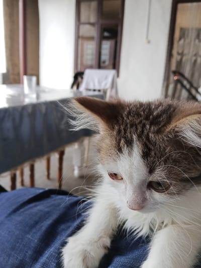 A close-up, slightly low-angle shot shows a fluffy, long-haired kitten with brown and white markings. The kitten's head is the primary focus, with its brown eyes looking downwards and its ears perked up, some strands of fur sticking out from them. The kitten is resting on a person's lap, which is covered in blue denim. The background is out of focus, showing a table with what appears to be a glass on it, and in the further background, a doorway and a window with blinds. The overall setting suggests an indoor environment, possibly a home.