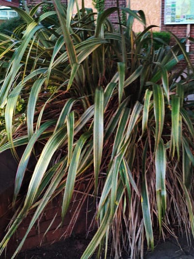 A medium shot shows a dense clump of variegated flax lily plants with long, sword-shaped leaves. The leaves are primarily green with prominent creamy-white or yellow stripes running lengthwise. The plants are situated in what appears to be a garden bed or planter, with dry, brown foliage and thin, wiry stems visible beneath the living leaves. The background shows a brick wall and a portion of a building with a window and a framed map or informational display. The overall impression is of a well-established plant in an outdoor urban or suburban setting. The image does not contain any people or specific details indicating a location within the city of Wychavon, United Kingdom.