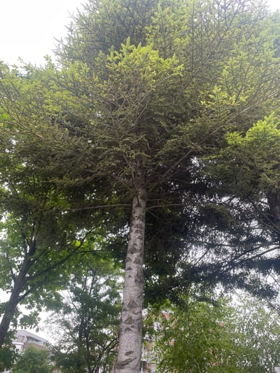 The image captures a view looking upwards through the canopy of several trees, dominated by a large spruce tree in the foreground with its textured, grey and white bark. The spruce's branches are laden with dense, dark green needles, interspersed with lighter, new growth, suggesting it's spring or early summer. To the left, the foliage of deciduous trees with broader leaves is visible, creating a contrast in texture and color. Further in the background, a building with a reddish-brown brick facade and white-trimmed windows can be seen, peeking through the branches. The sky is overcast and bright white, indicating a cloudy day. The overall impression is an urban green space, likely a park or residential area within the city of Kołobrzeg, Poland, given the building style. There are no people or animals present in the frame.