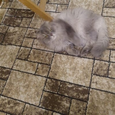 A fluffy, light gray cat curls on a rug with a tiled pattern of brown and beige squares. The cat has dark gray patches on its face and back. A wooden leg, possibly from a chair, appears in the upper left corner. The cat's eyes are visible, gazing slightly to the left. The image is taken from a high angle, providing a clear view of the cat and its surroundings.