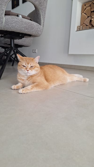 A ginger cat is lying on a light-colored tiled floor. The cat is facing left and looking towards the camera with its eyes partially closed and a slightly grumpy expression. Its front paws are tucked underneath its chest, and its hind legs are stretched out to the right. The cat has light orange fur with subtle stripes. In the background, a grey upholstered chair with a metal base is visible. To the right of the chair, a white wall with a modern shelving unit containing stacked wood and the word "HOME" is present. The overall setting appears to be an indoor residential space.