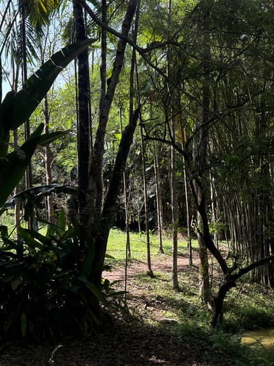 The image depicts a densely vegetated area in Thủy Xuân Ward, Vietnam. A dirt path runs through the center of the scene, lined by thin trees or bamboo. The lower portion of the frame is filled with larger leafy plants. Sunlight filters through the dense canopy above.