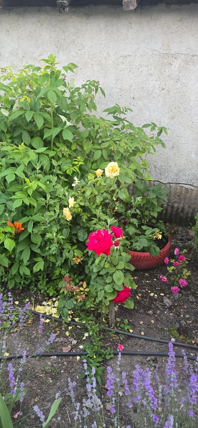 This image depicts a garden scene located in Kalchevo, Bulgaria, characterized by lush greenery and blooming flowers against a textured, light-colored wall. Dominating the left side of the frame is a large, dense bush with numerous green leaves. To its right, several rose bushes are visible, featuring vibrant red and soft yellow blooms. Among the roses, a bright orange lily-like flower peeks out from behind the foliage. In the foreground, rows of purple lavender plants add a splash of color to the earthy ground, which is scattered with fallen yellow petals and twigs. A red, tire-shaped planter is partially visible in the mid-ground. The background is a roughly textured, light-colored concrete wall with visible cracks and staining, suggesting an outdoor structure or building exterior. The overall impression is one of a well-tended, slightly wild garden area.