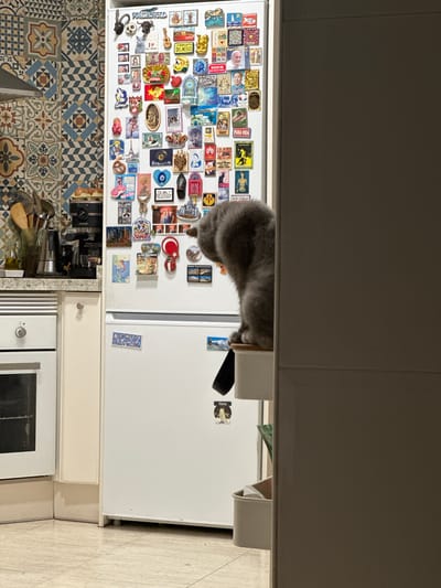 A gray cat is seen peeking over a refrigerator door adorned with numerous magnets. The cat's head and front paws are visible, with the rest of its body out of frame. The refrigerator is covered in a variety of magnets, including colorful pictures, emblems, and what appear to be souvenir magnets from different locations. Some of the visible text on the magnets includes "FORMENTERA," "Arte Italiana," "Papa Frances," "PURA VIDA," and "ICE COLD." The refrigerator is situated in a kitchen setting, with a patterned tiled backsplash visible below it. The lighting suggests it is daytime. The overall scene appears to be a casual, domestic moment captured in a kitchen.