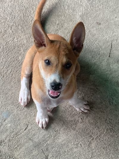 A tan and white dog with large ears sits on a concrete surface in what appears to be an outdoor or partially enclosed area, possibly a pathway or courtyard, in Mae Chan District, Thailand. The dog is facing directly towards the camera with its mouth slightly open, revealing its pink tongue and teeth. Its eyes are dark and attentive, and its tail is curved upwards. The concrete ground is textured and appears worn, with some small debris scattered on it. A shadow or a different colored concrete area is visible on the right side of the image, suggesting an adjacent structure or a change in the ground's material. The lighting suggests it is daytime.