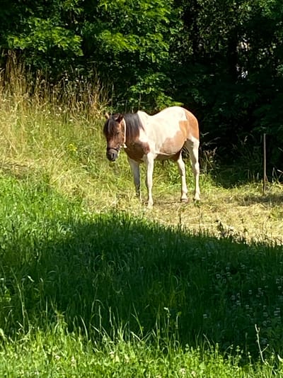 A brown and white horse stands in a grassy field on a sunny day, with trees on the left and taller grass on the right. The horse is facing left, with its head down, appearing to graze or rest. The image is taken from a slightly elevated perspective, looking down on the horse. The time of day appears to be daytime, likely late morning or early afternoon, given the strong sunlight and shadows. The setting is rural, with natural vegetation suggesting a countryside or pasture. There is no visible text in the image.