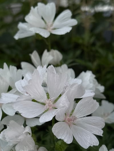 This media file features a close-up, macro view of several delicate white flowers with dark green foliage as the background. The flowers, likely in bloom, display multiple petals with a slightly crinkled texture and visible veins. The central parts of some flowers show subtle pink hues around the stamens. The arrangement of the flowers suggests a natural setting, possibly a garden or wild growth. The lighting appears to be soft, possibly indicating an overcast day or a shaded area, as there are no harsh shadows. The overall mood is serene and natural. There are no people, objects, text, or any specific event depicted. The location context of Vitsebsk, Belarus, provides a general geographic setting.