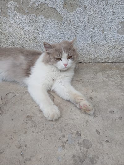 A fluffy, grey and white cat is lying on a concrete surface in front of a textured concrete wall. The cat is facing to the right, with its body stretched out. Its fur is long and appears soft. The cat's eyes are open and appear to be a shade of amber or light brown. Its paws are resting on the concrete, and the paw pads on its front right paw are visible and appear to be pink. The concrete surface is weathered and shows some cracks and imperfections. The wall behind the cat is rough and uneven, with areas of lighter and darker concrete. The scene appears to be outdoors, possibly in a courtyard or alleyway. The location is specified as Oleksandriia, Ukraine.