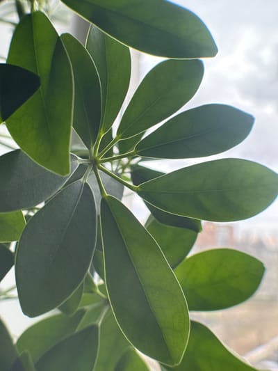 The image is a close-up shot of a houseplant with several green leaves. The leaves are oval-shaped and appear to be radiating from a central point. Light is visible through the leaves and from behind the plant, suggesting the presence of a window or other light source. The location of Novo-Nikol'skoe, Russia, is irrelevant as there is no detail in the image that allows for this geographic fact to be confirmed. There are no people, actions, or interactions visible in the image.