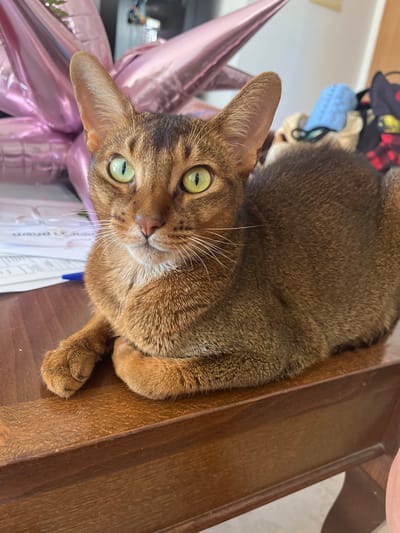 An Abyssinian cat is lying on a wooden surface, likely a desk, in Eilat, Israel. The cat is facing the camera with its paws crossed. It has green eyes and brown fur with ticked tabby markings. In the background, there are pink balloons, papers, and a blue object. The overall scene suggests a domestic setting.