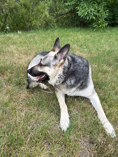 A German Shepherd dog is lying on a grassy area in a park, looking to its left with its mouth open and tongue visible. The dog has gray and tan fur and is wearing a brown collar. Behind the dog, there are trees and foliage. The grass is a mix of green and dry blades. The location is an outdoor park in the city of Szczecin, Poland.