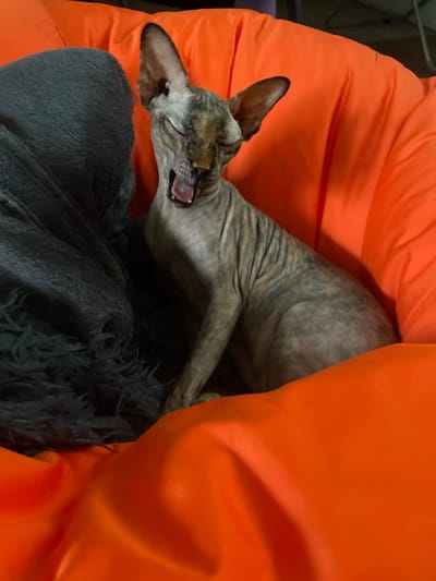 A hairless cat with tabby markings yawns while resting in a bright orange beanbag chair. The cat's eyes are closed, and its mouth is open wide, revealing its tongue and teeth. To the left of the cat, a dark gray blanket is draped over a portion of the beanbag. The background consists of the bright orange material of the beanbag and a dark area above it. The scene appears to be indoors, likely in a residential setting within Sokol'ya Griva, Russia.