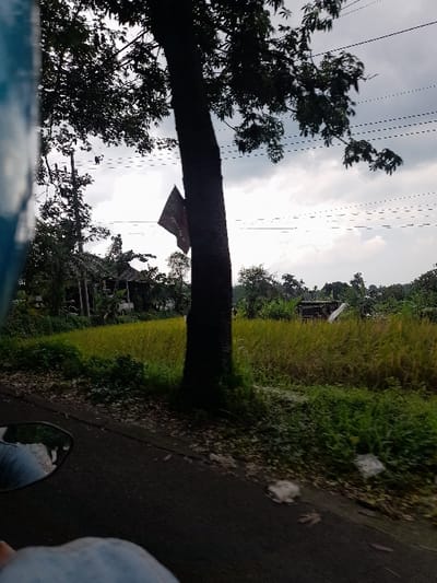 The image depicts a rural landscape viewed from a moving vehicle, likely a motorcycle, under an overcast sky. A prominent thick tree trunk extends horizontally across the middle of the frame. In the foreground, parts of the vehicle are visible: a blue surface (possibly part of a helmet or clothing) in the bottom left, and a motorcycle's rearview mirror in the bottom right, reflecting a person's leg or clothing.
Beyond the tree trunk, a narrow paved road or path runs alongside a lush field of green and yellowish-green vegetation, characteristic of rice paddies or similar crops. Further in the distance, amidst dense foliage, a small, simple hut with a dark roof is visible. The sky is largely covered by clouds, indicating an overcast daytime. Several power lines or utility wires stretch across the upper portion of the image. The scene suggests travel through a natural and agricultural environment in a rural part of Indonesia. No visible text is present.