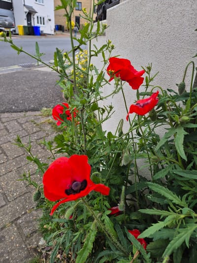A close-up, rotated perspective shows a cluster of red poppies growing along a roadside. The poppies, some fully open and others still in bud, are interspersed with green foliage. A section of concrete wall forms a backdrop to the plants. Beyond the plants and the sidewalk, a residential street is visible, including parked cars, houses, and yellow street lines, suggesting this is a suburban environment in West Suffolk, United Kingdom.