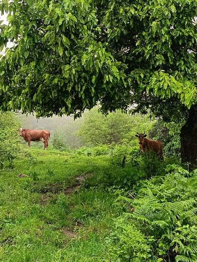The image depicts a rural scene likely located in the vicinity of Yuada-Gulrypsh, Abkhazia, given the terrain and vegetation. Two brown cows are visible in a lush, green landscape. One cow stands to the left of the frame in an open grassy area. The second cow is positioned on the right, partially obscured by ferns and underbrush, appearing in the shadow of a large tree with dense foliage. The environment suggests a damp or recently rained upon area, with mist in the background obscuring the view of distant trees. A dirt path cuts through the foreground, leading towards the background. There is no indication of human presence in the image.
